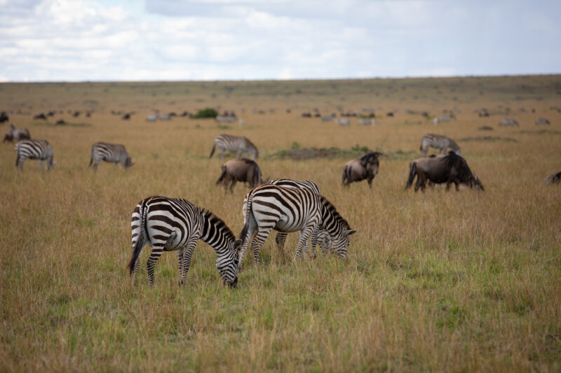 Maasai Mara — Kenya, game park, Masai Mara, animals, Africa