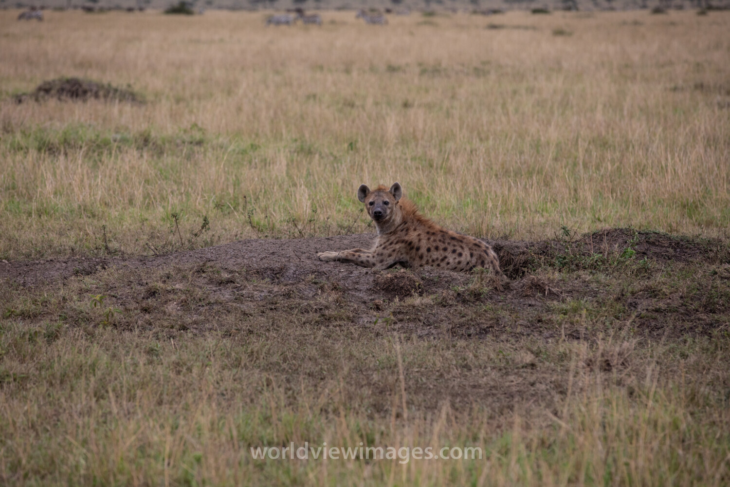 Hyena in Maasai Mara