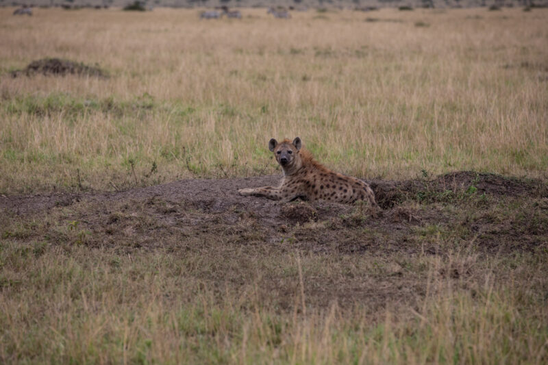 Hyena in Maasai Mara — Kenya, game park, Masai Mara, animals, Africa