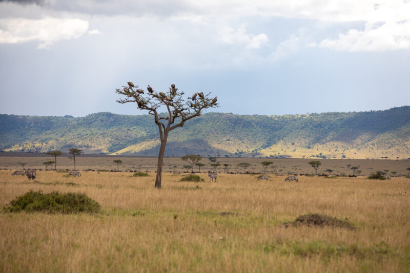 Maasai Mara — Kenya, game park, Masai Mara, animals, Africa