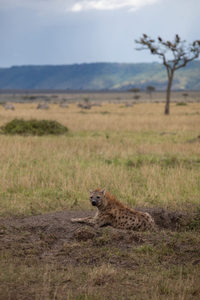 Hyena in Maasai Mara — Kenya, game park, Masai Mara, animals, Africa