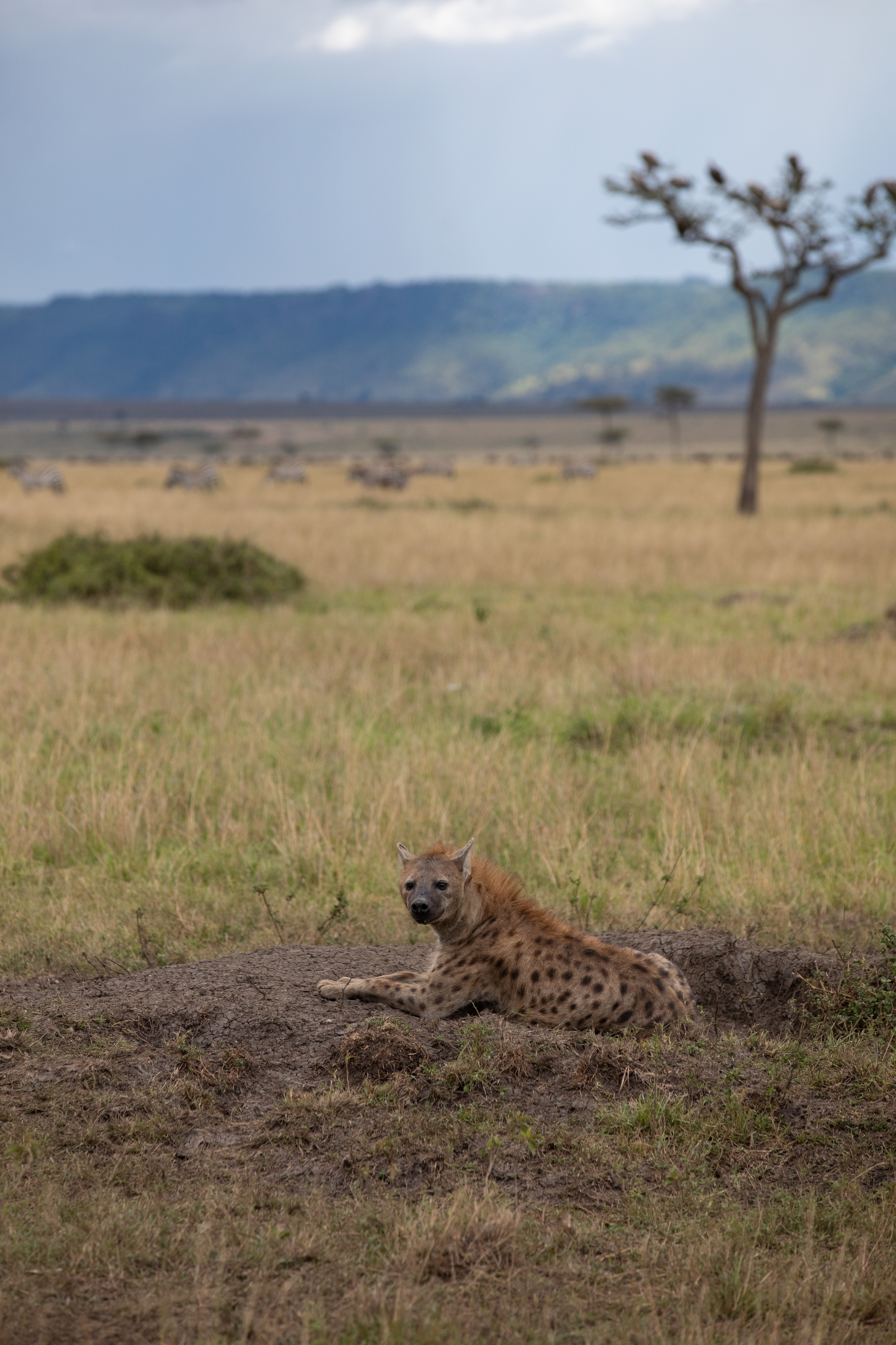 Hyena in Maasai Mara
