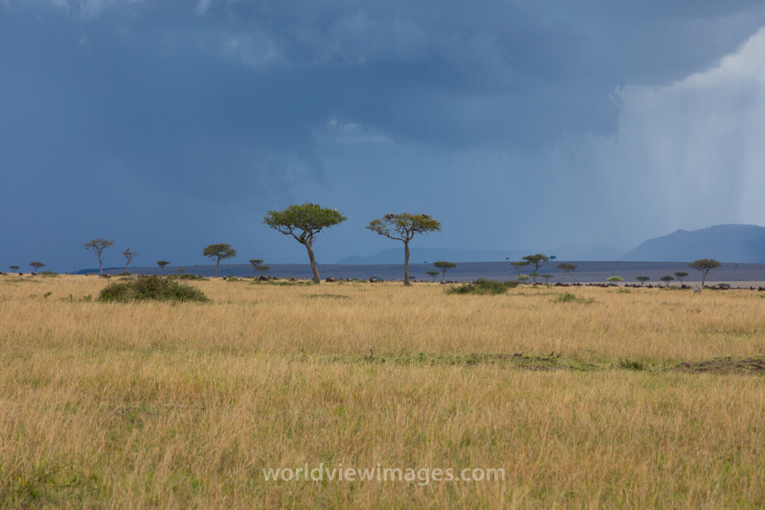 Maasai Mara
