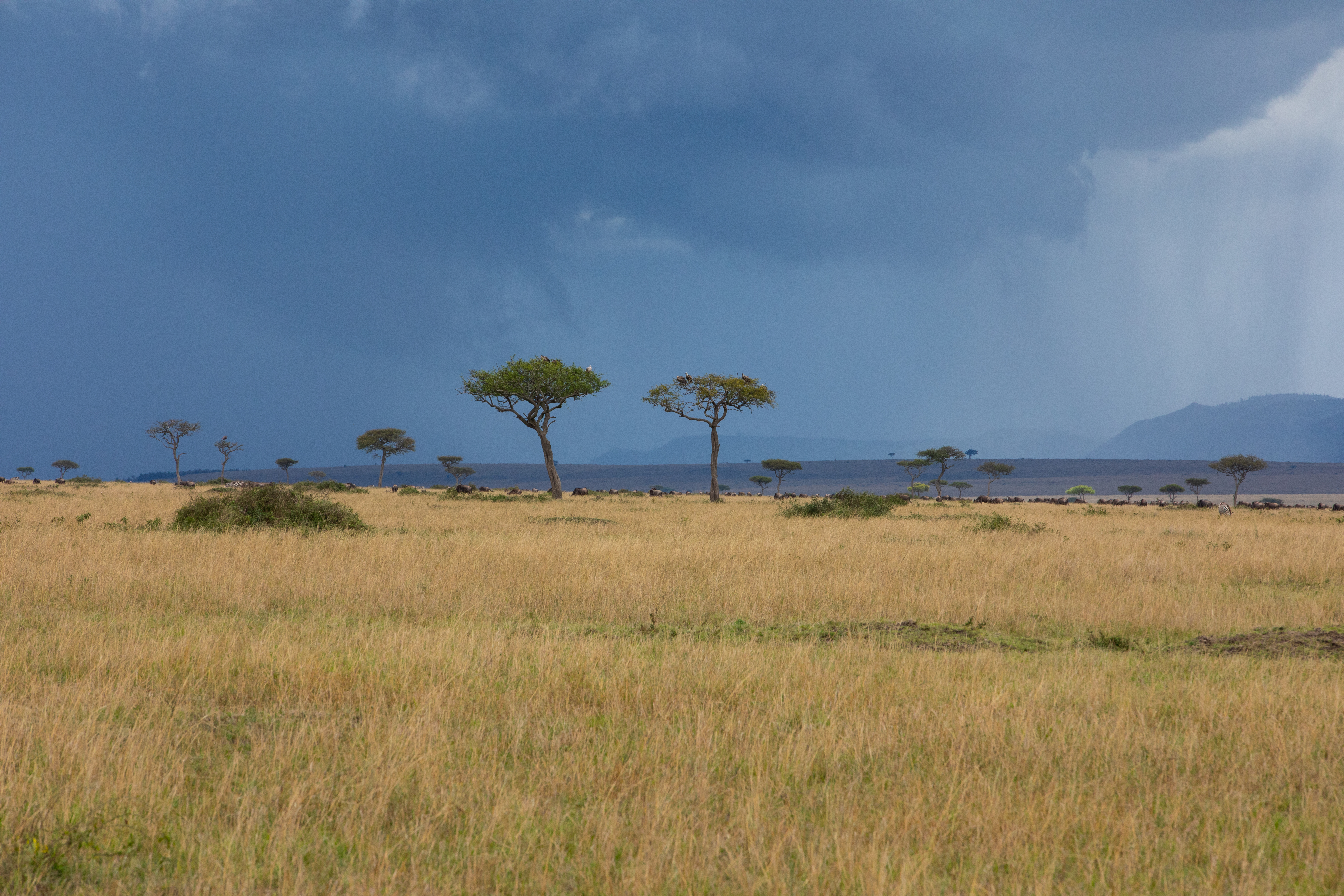 Maasai Mara