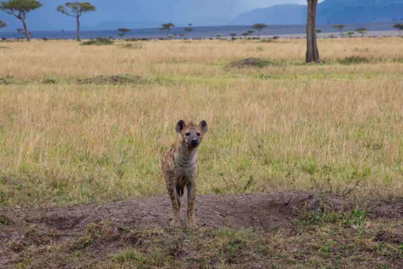 Hyena in Maasai Mara — Kenya, game park, Masai Mara, animals, Africa