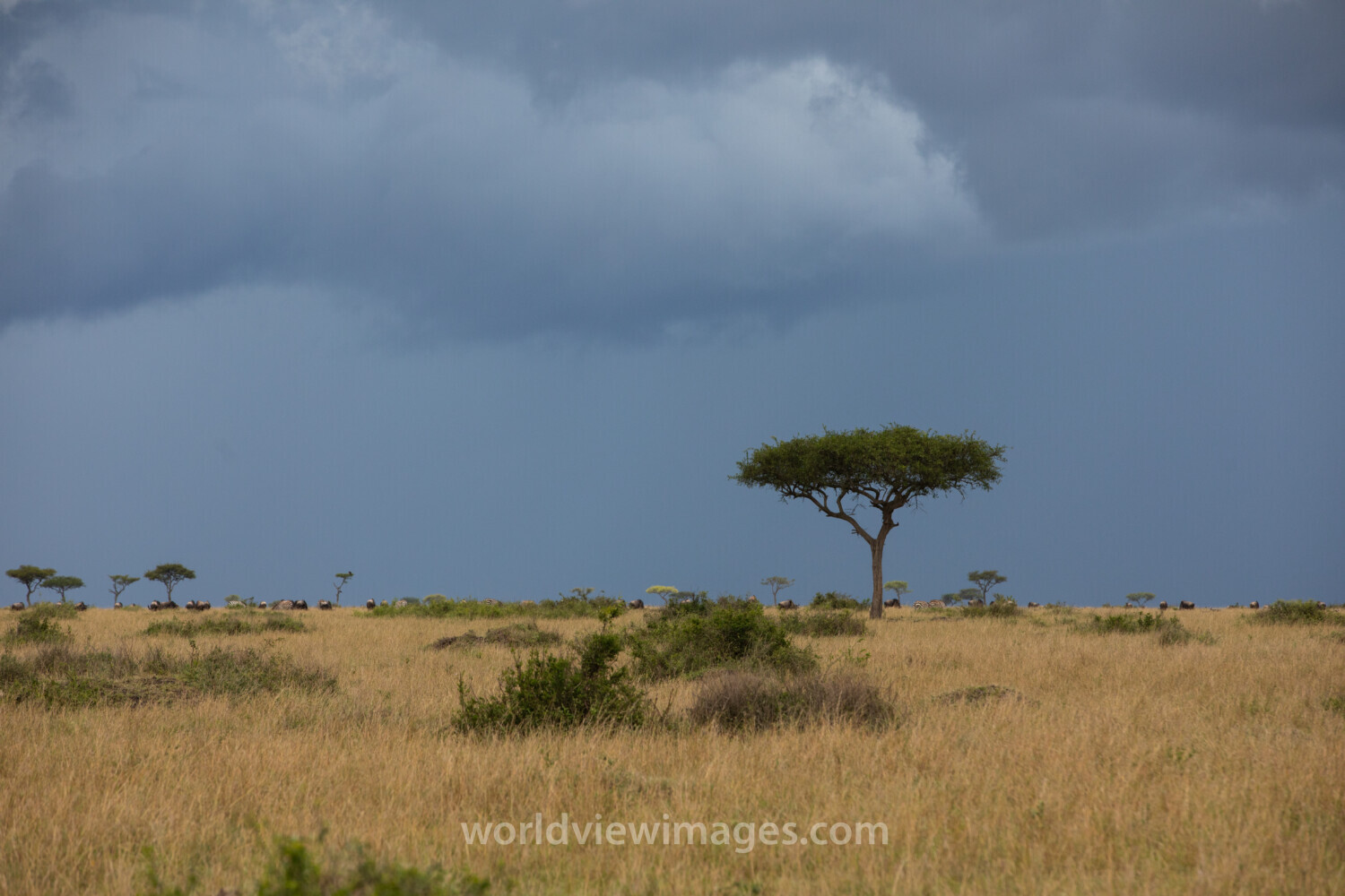 Maasai Mara