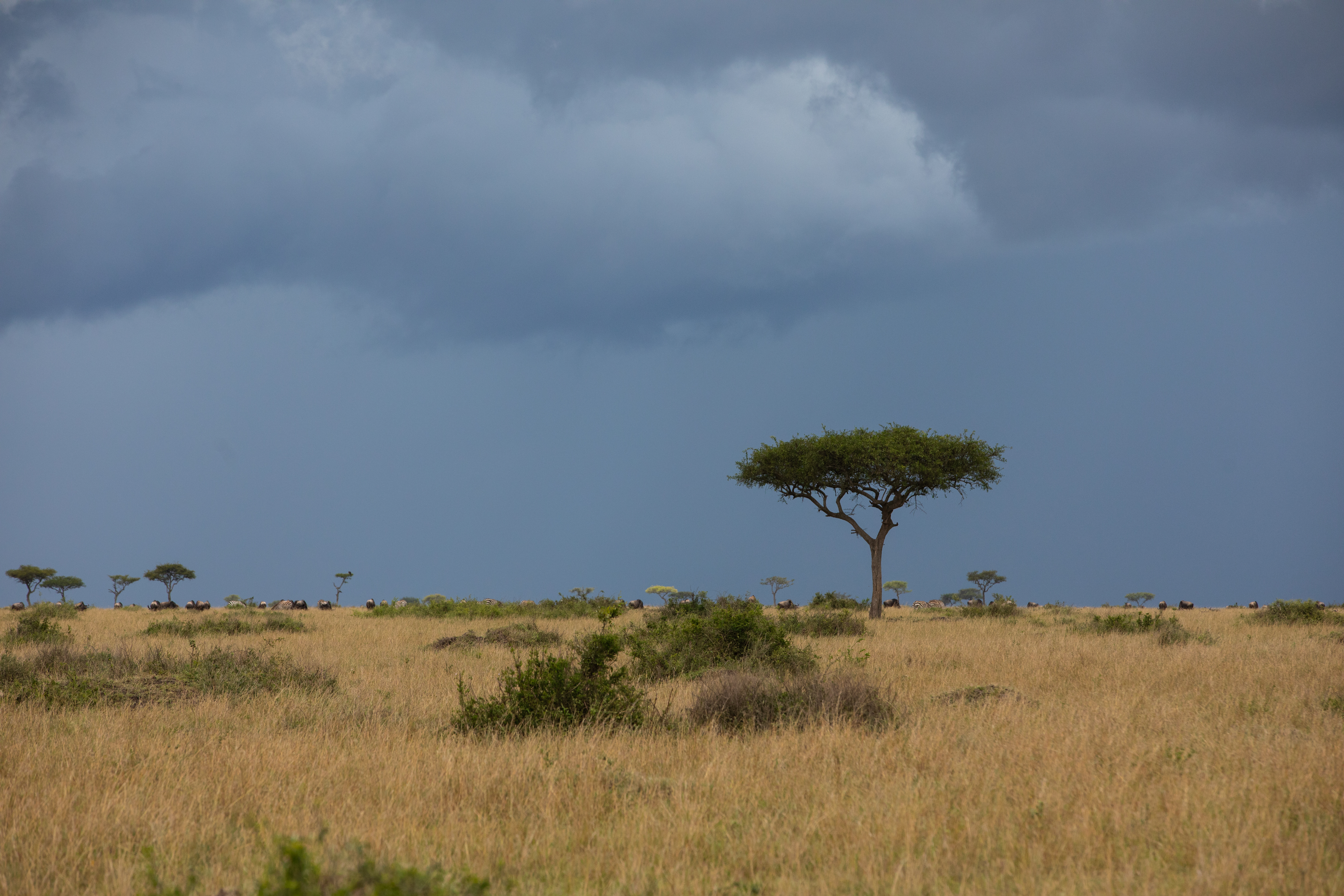 Maasai Mara