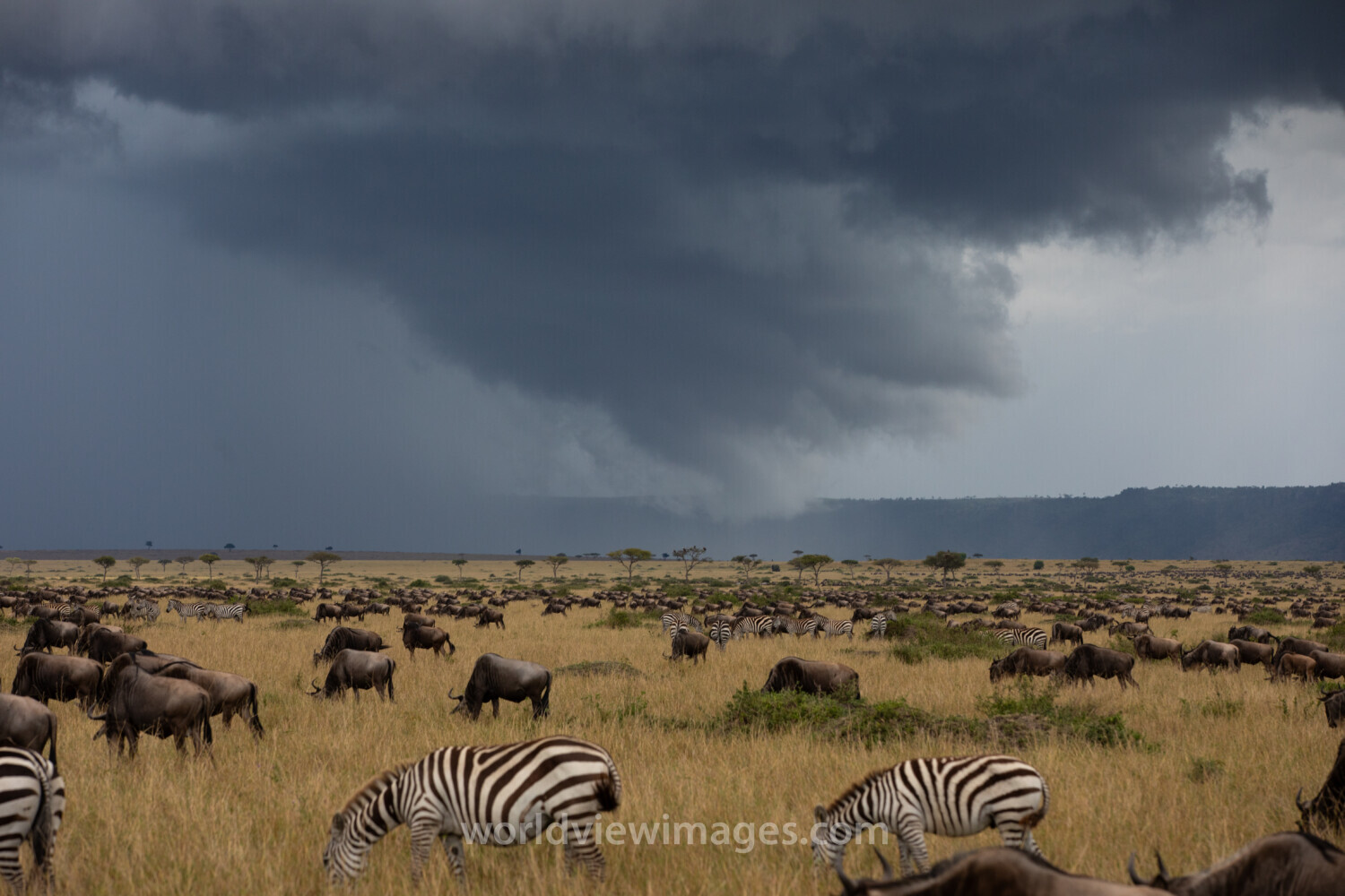 Maasai Mara