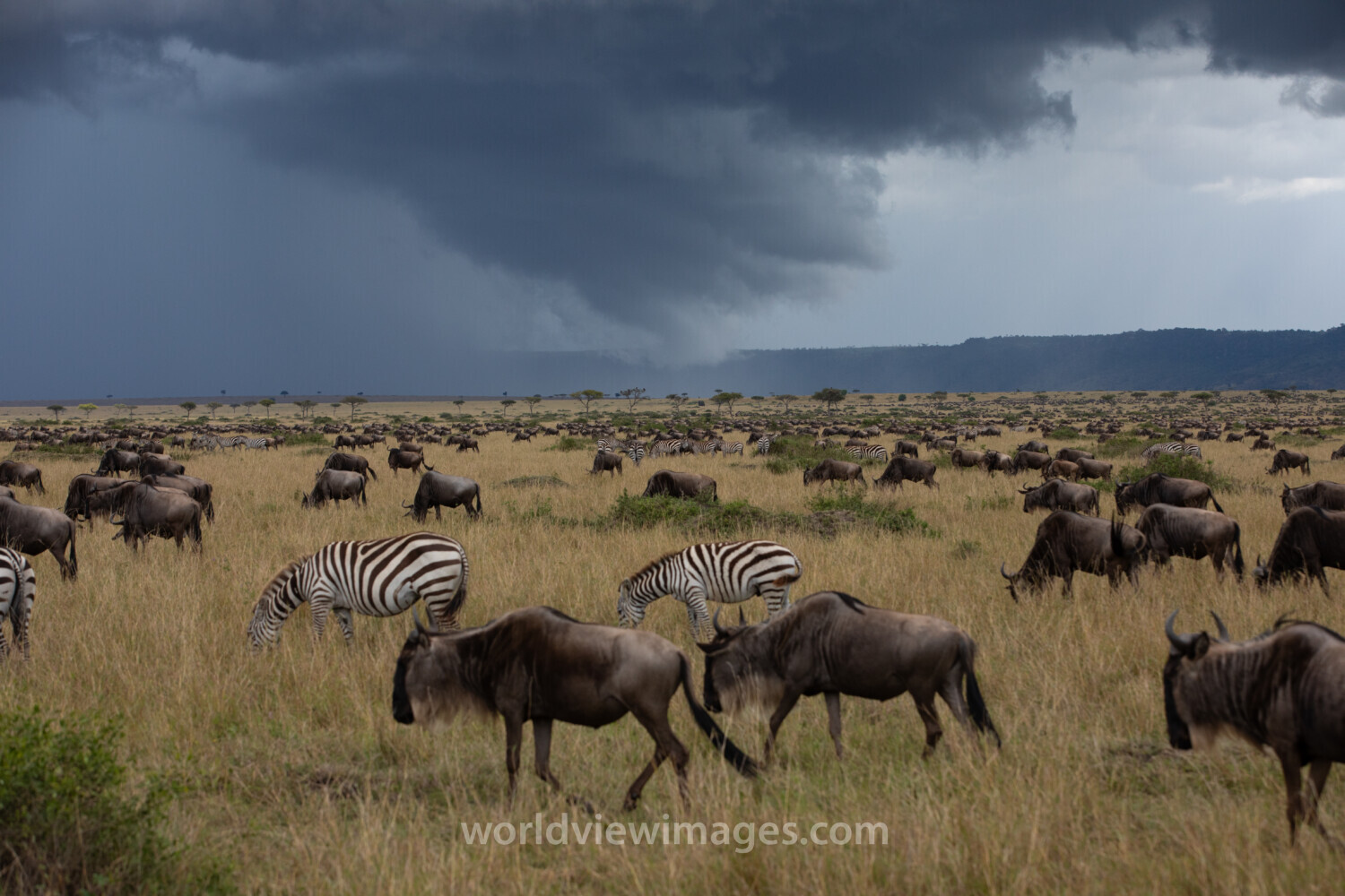Maasai Mara