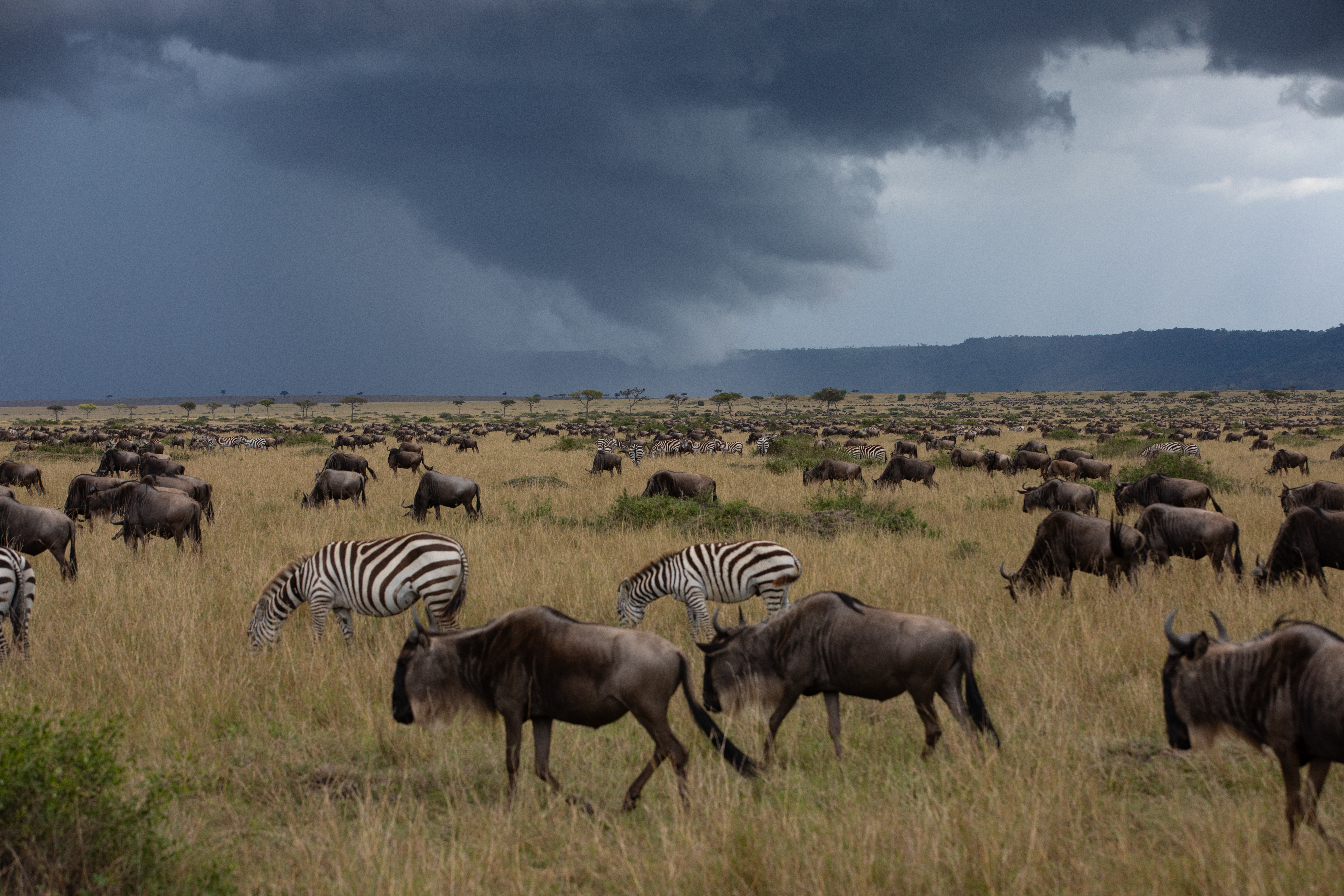 Maasai Mara