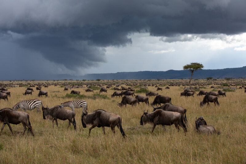 Maasai Mara — Kenya, game park, Masai Mara, animals, zebra