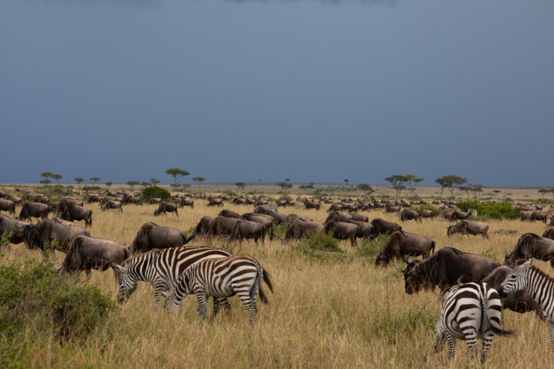 Maasai Mara — Kenya, game park, Masai Mara, animals, zebra