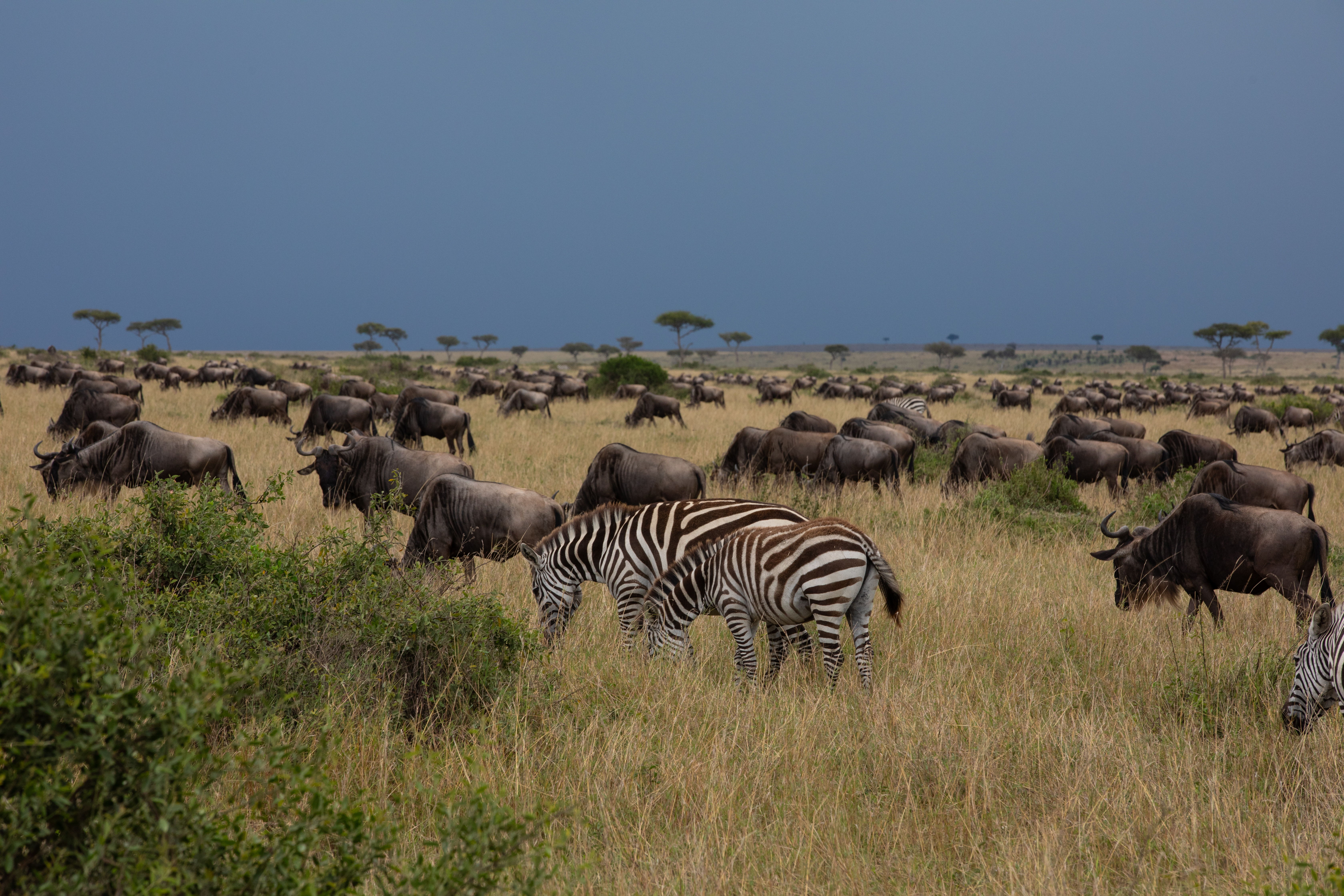 Maasai Mara