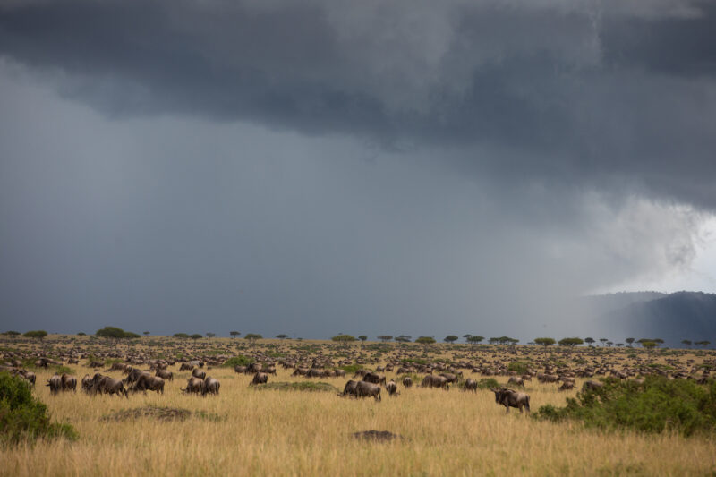 Maasai Mara — Kenya, game park, Masai Mara, animals, Africa