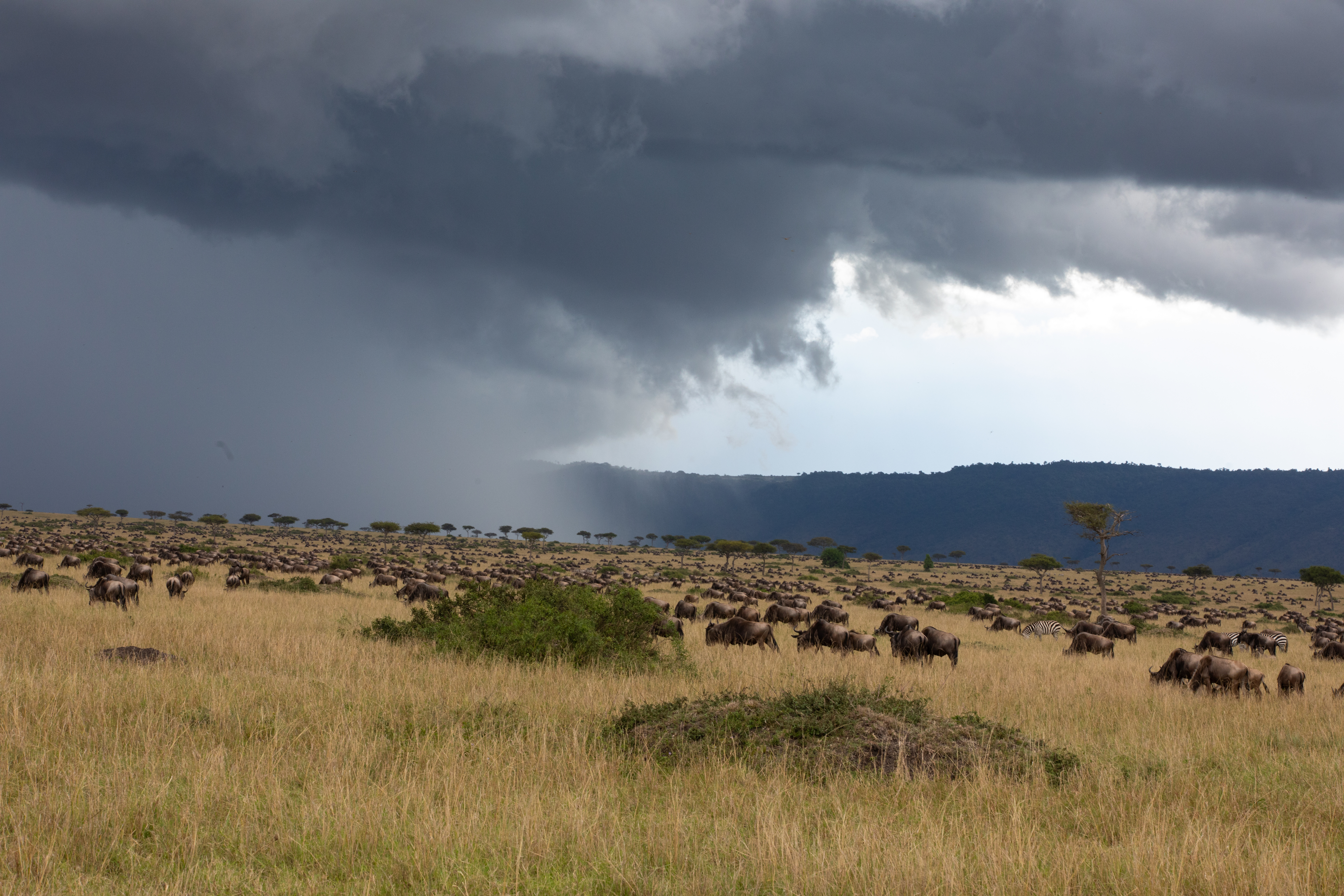 Maasai Mara