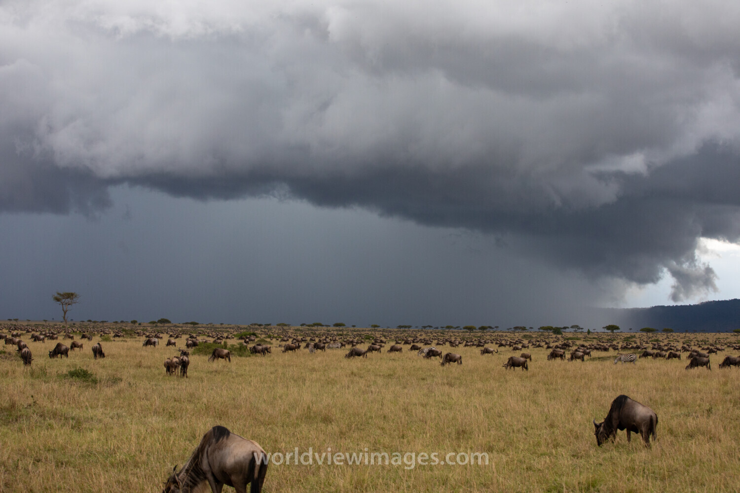 Maasai Mara