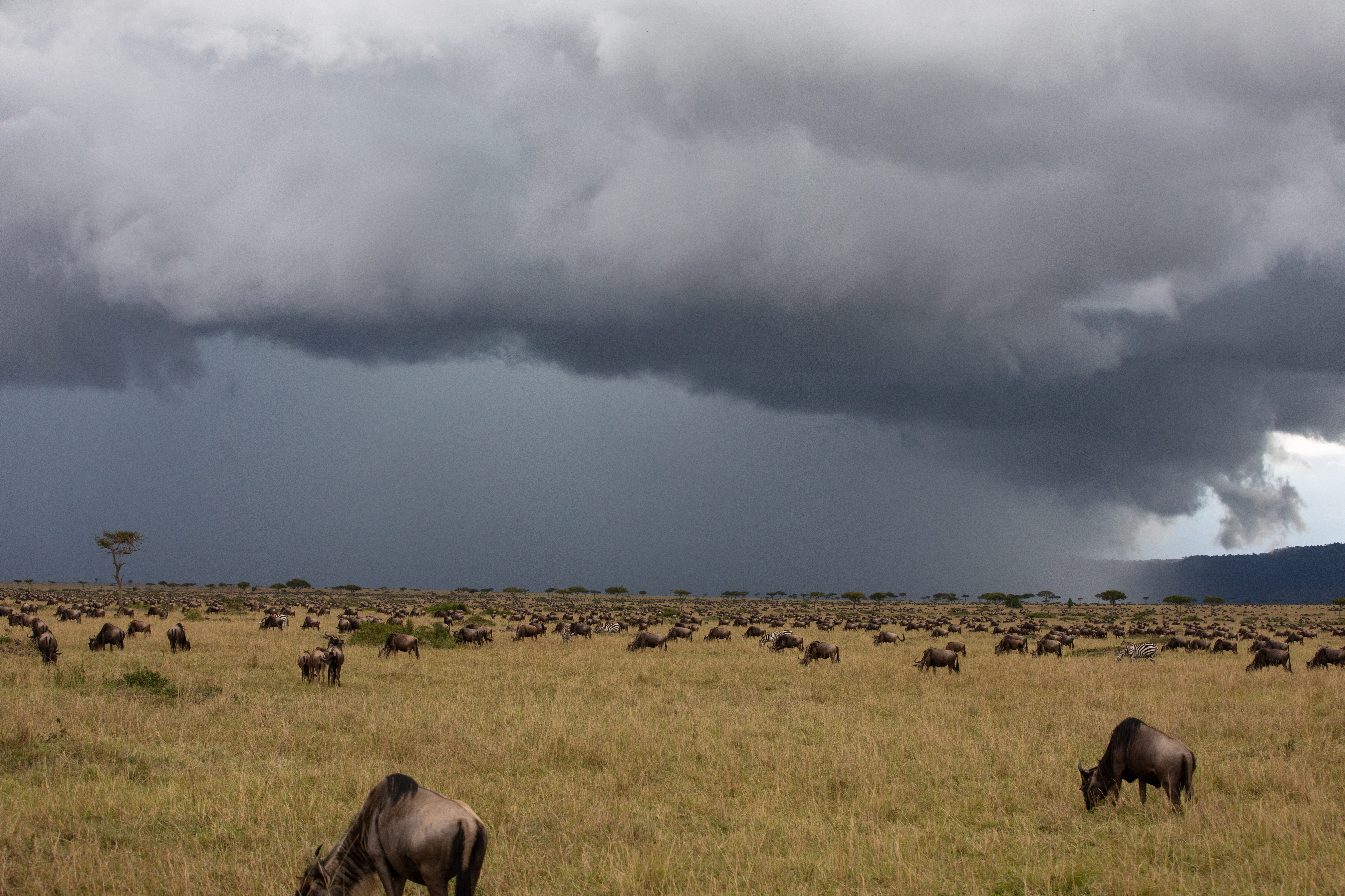 Maasai Mara