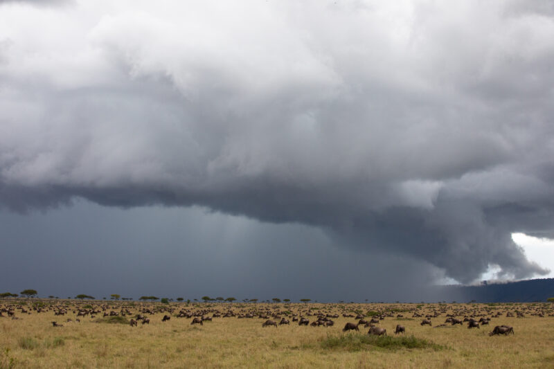 Maasai Mara — Kenya, game park, Masai Mara, animals, Africa