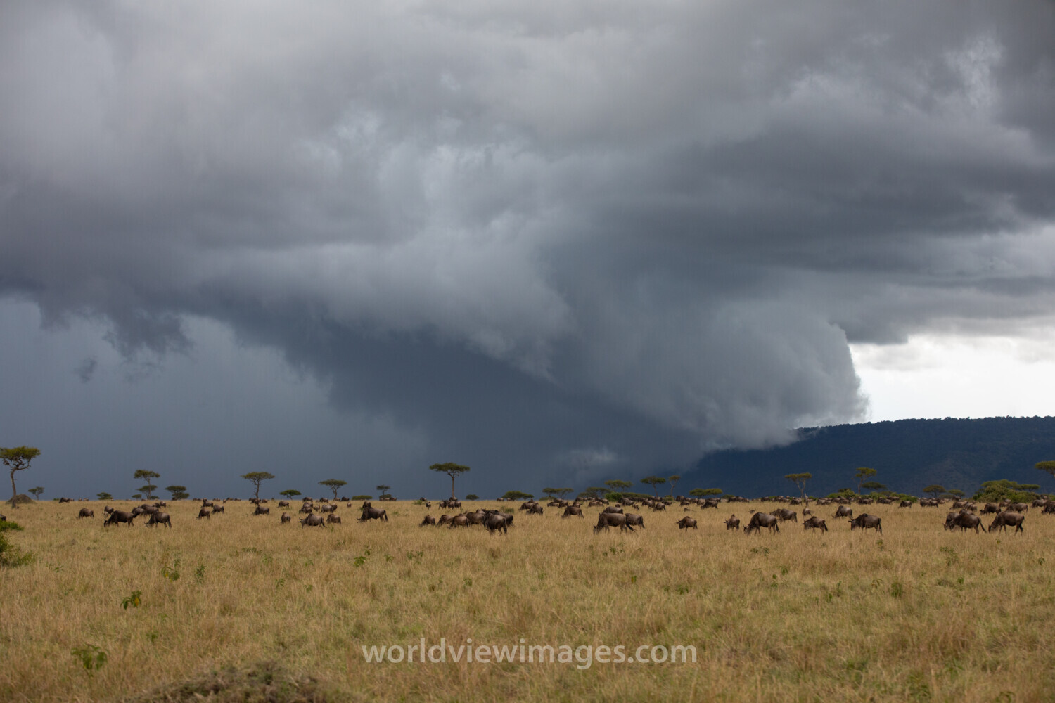 Maasai Mara