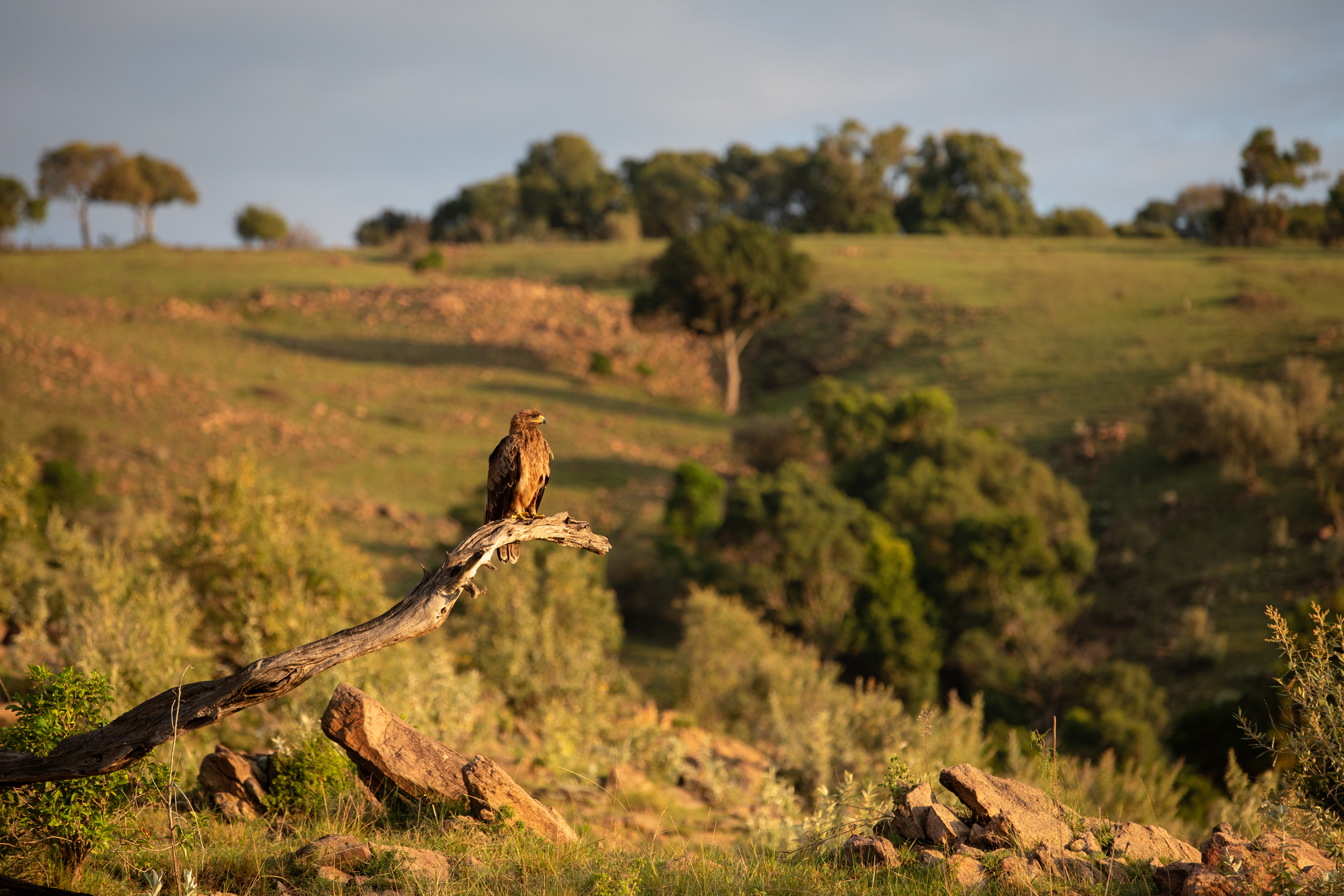 Maasai Mara