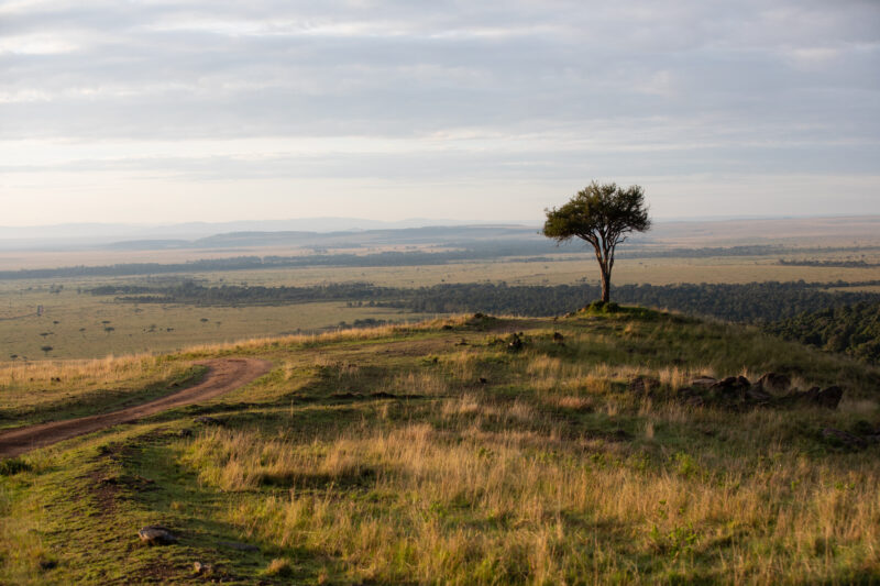 Maasai Mara — Kenya, game park, Masai Mara, animals, Africa