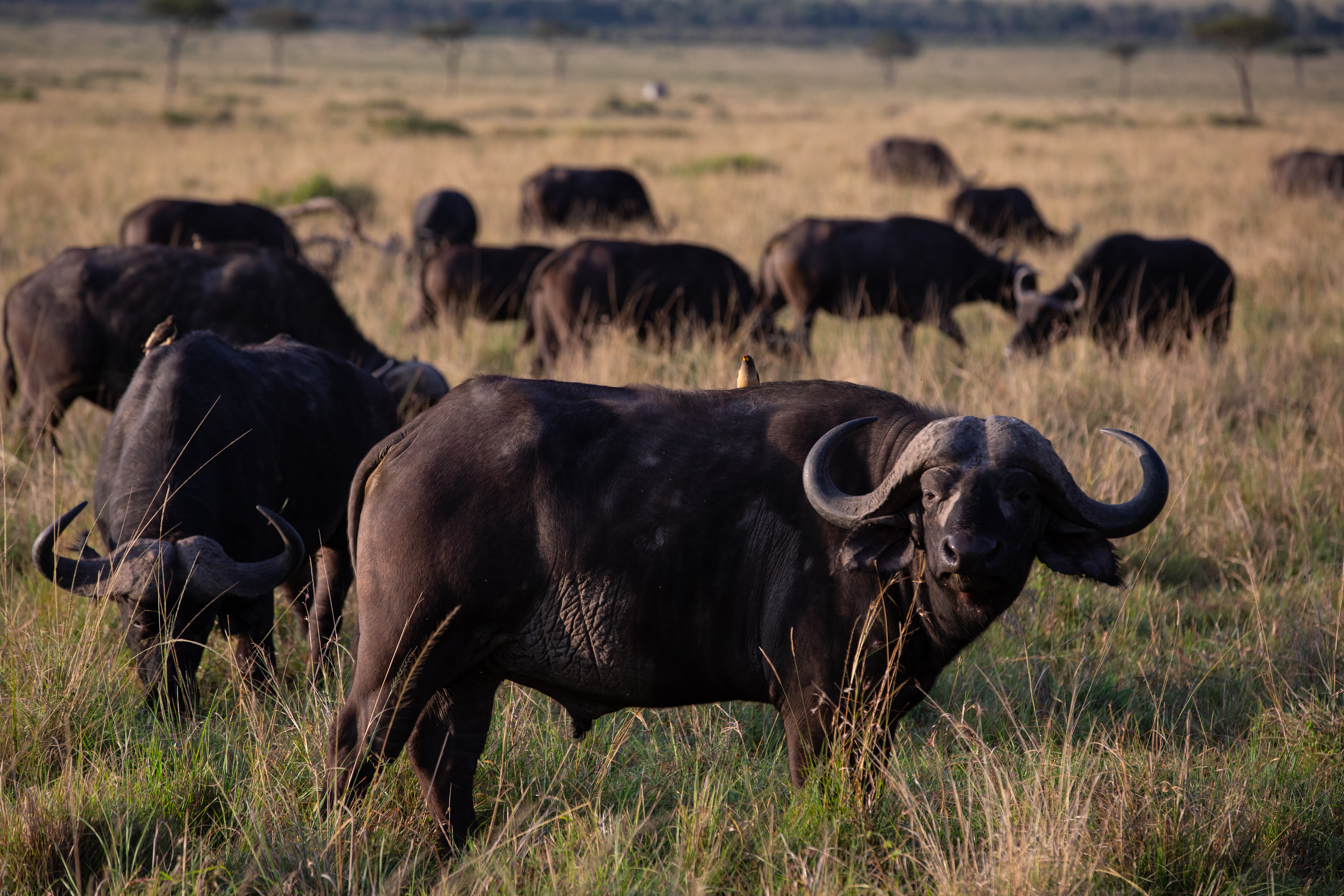 African Buffalo in  Maasai Mara