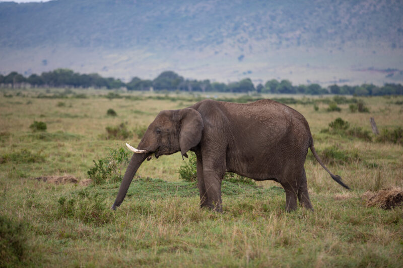 Elephants in Maasai Mara — Majestic elephants graze peacfully in the safety of Maasai Mara game Reserve in Kenya, Africa. — Kenya, game park, Masai Mara, ani...