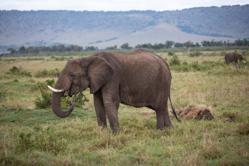 Elephants in Maasai Mara — Majestic elephants graze peacfully in the safety of Maasai Mara game Reserve in Kenya, Africa. — Kenya, game park, Masai Mara, ani...