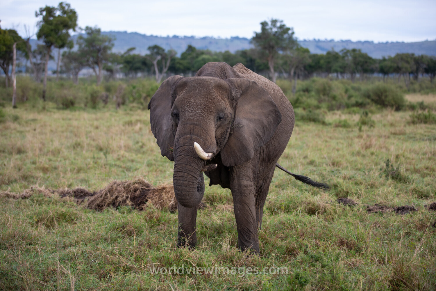Elephants in Maasai Mara
