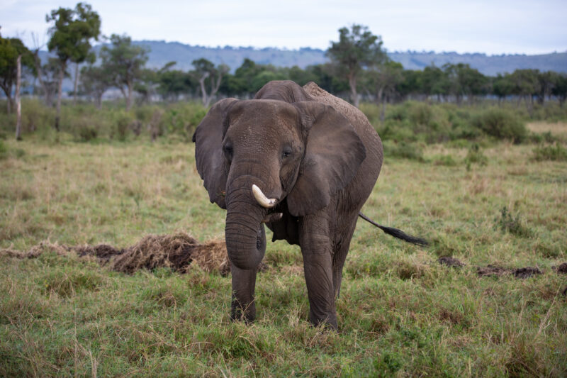 Elephants in Maasai Mara — Majestic elephants graze peacfully in the safety of Maasai Mara game Reserve in Kenya, Africa. — Kenya, game park, Masai Mara, ani...
