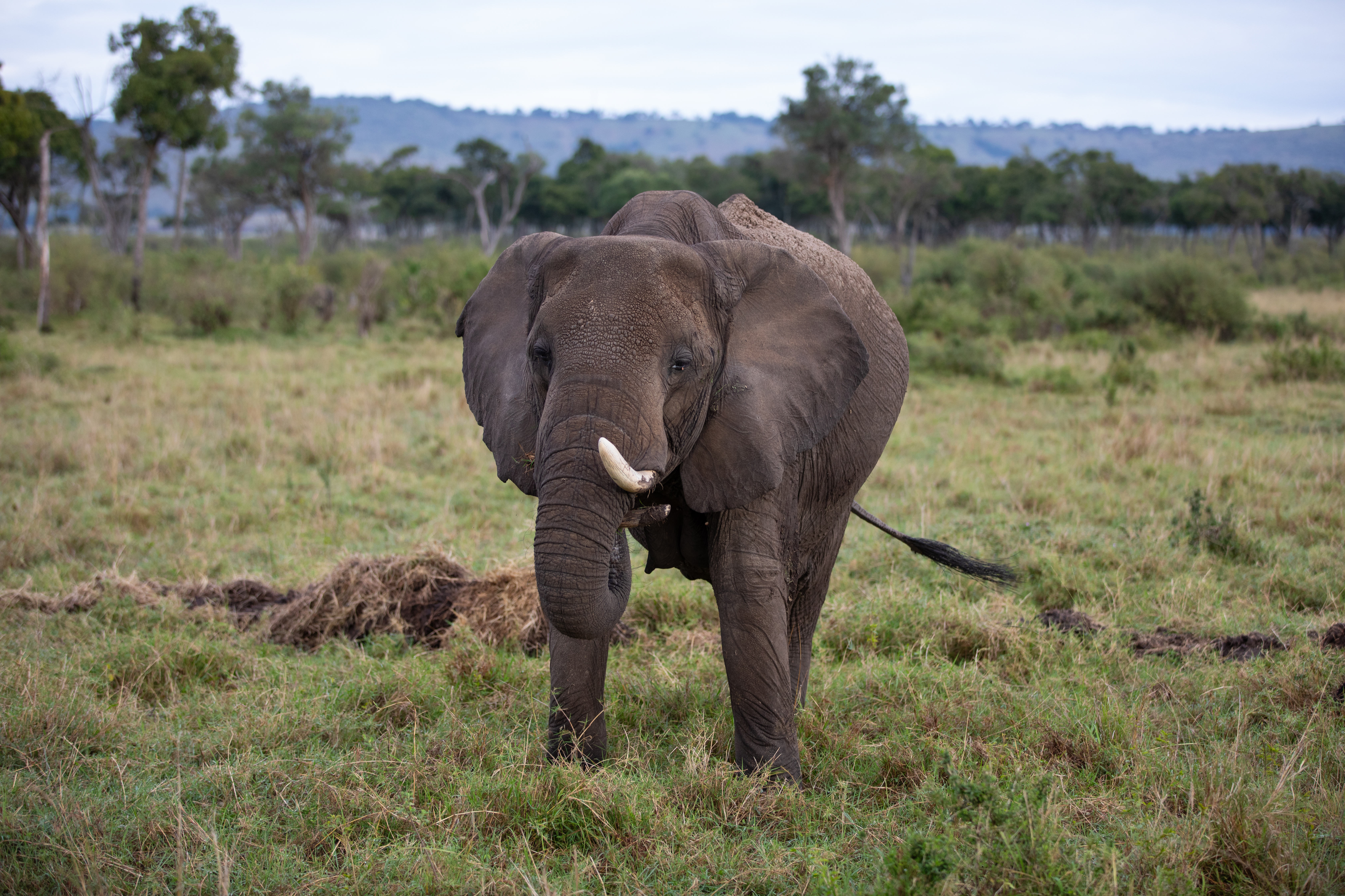 Elephants in Maasai Mara