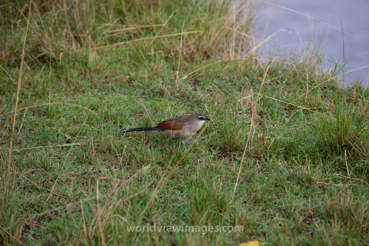 Bird in Maasai Mara