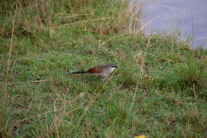 Bird in Maasai Mara — Kenya, game park, Masai Mara, animals, Africa