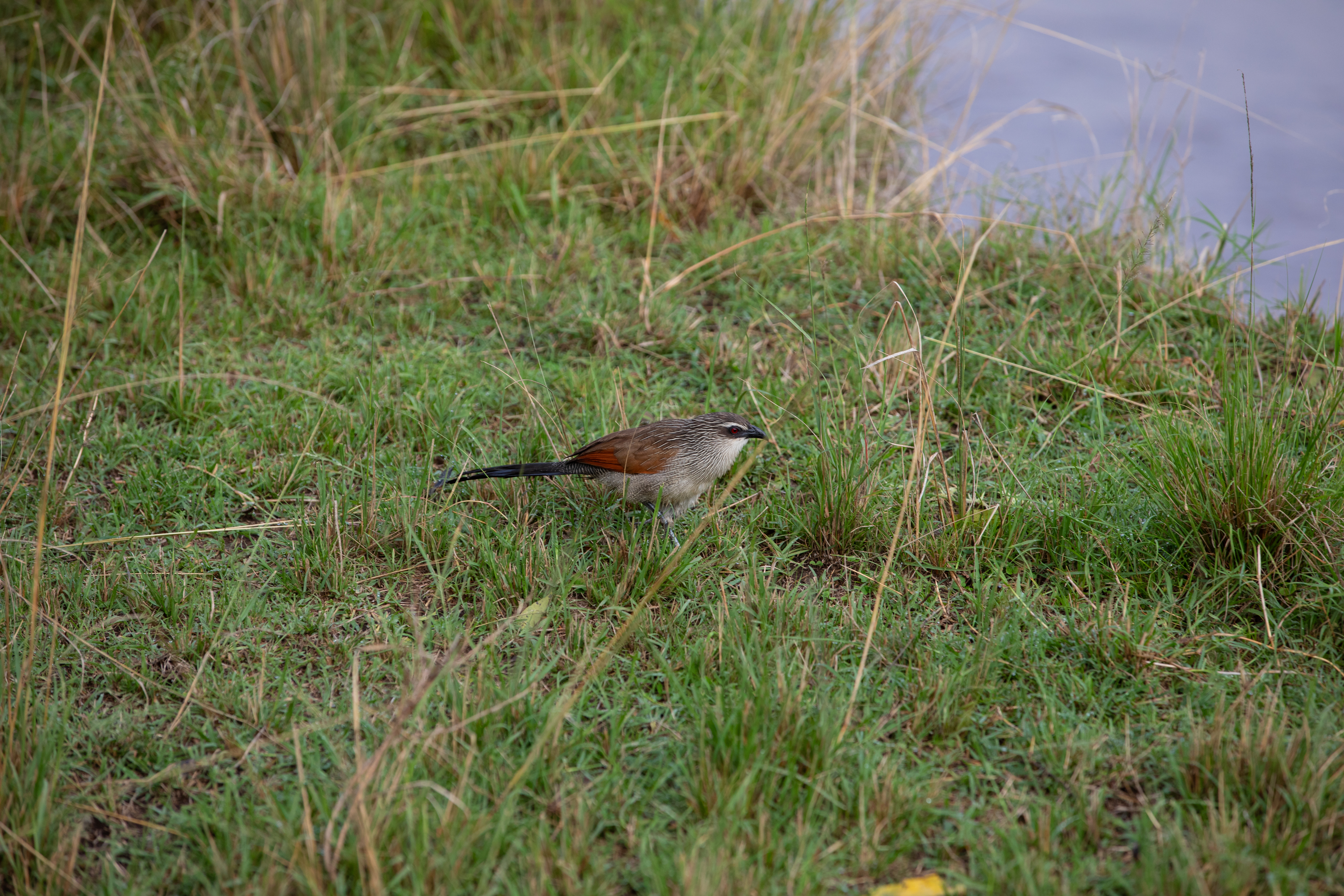Bird in Maasai Mara