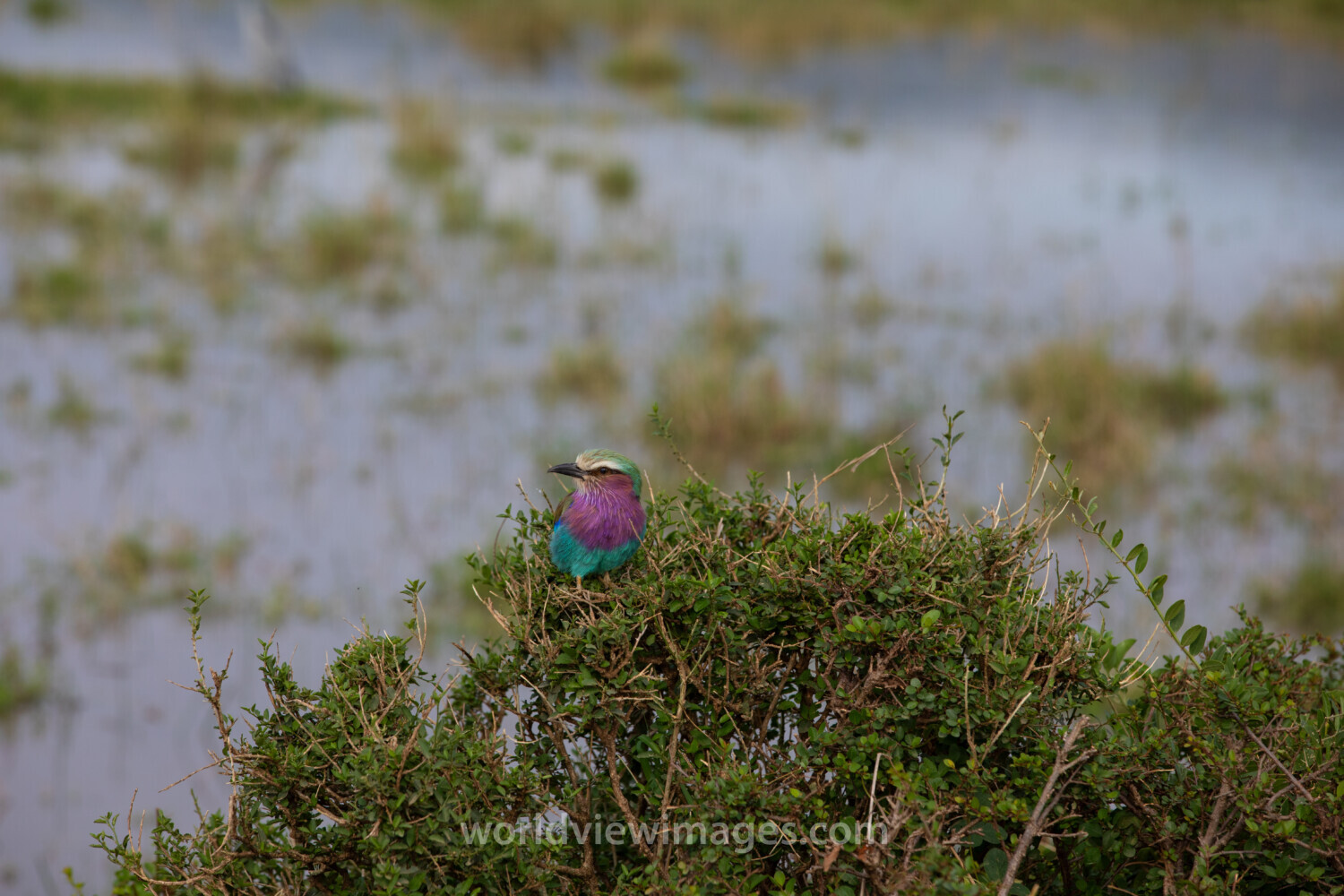 Bird in Maasai Mara