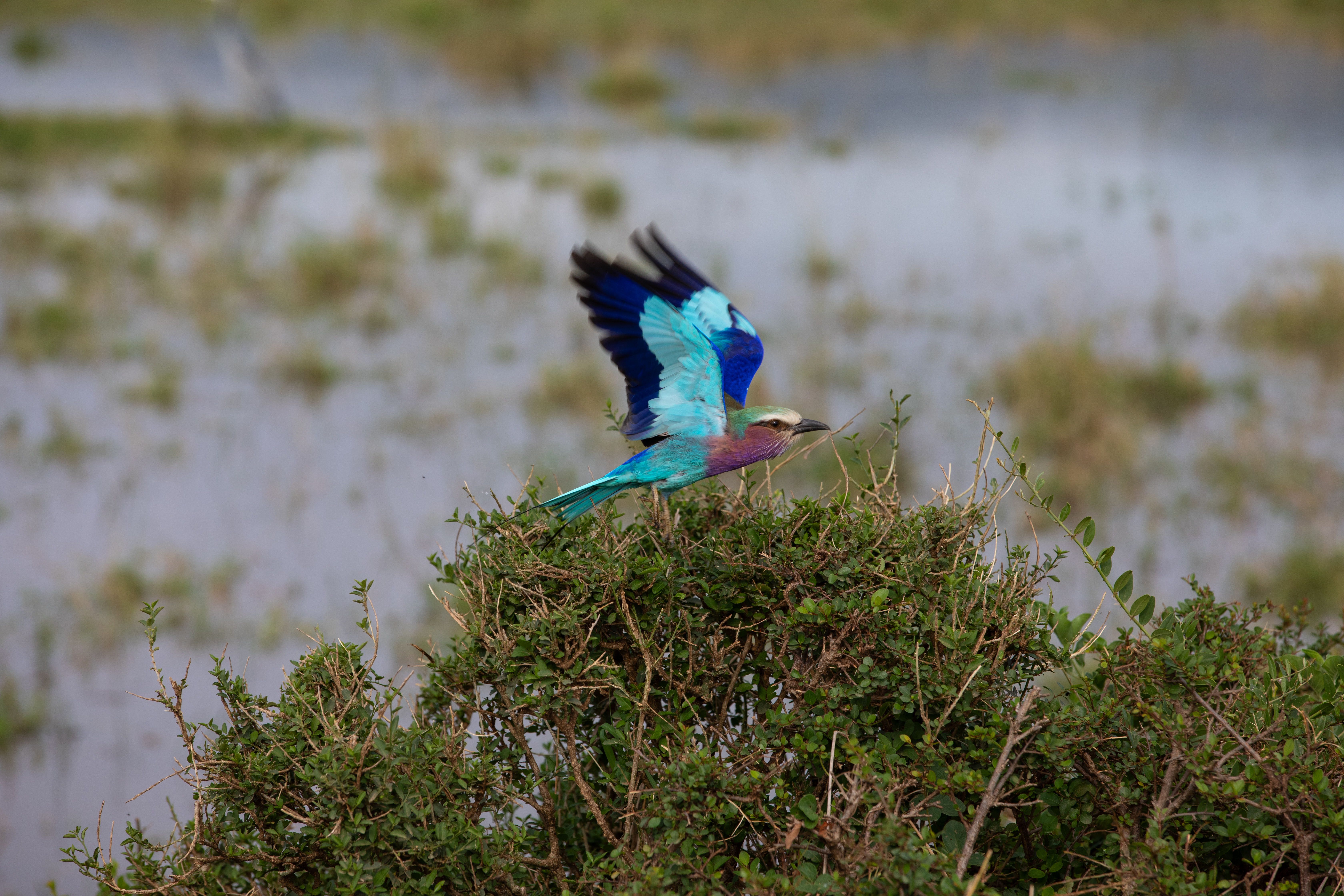 Bird in Maasai Mara