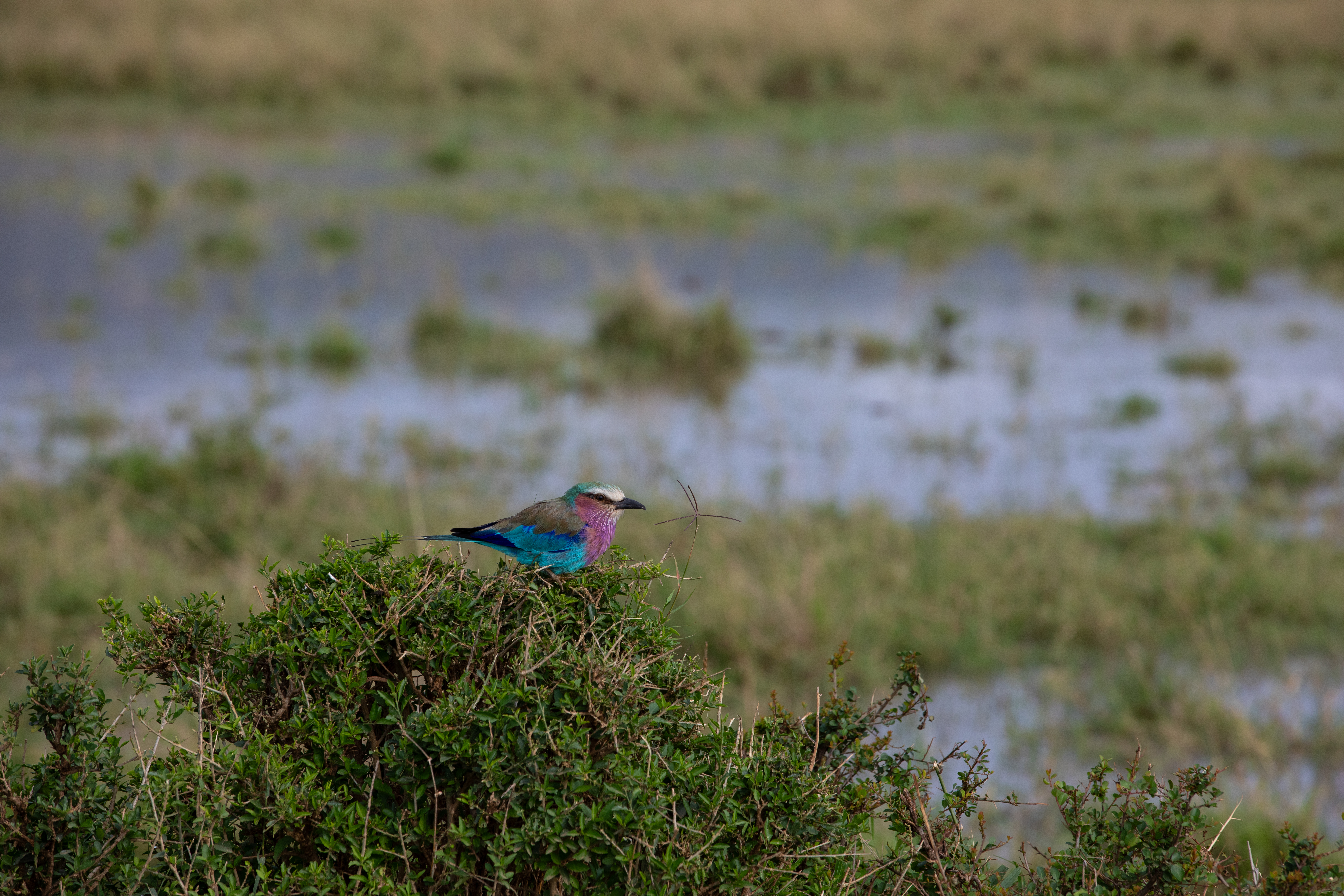 Bird in Maasai Mara