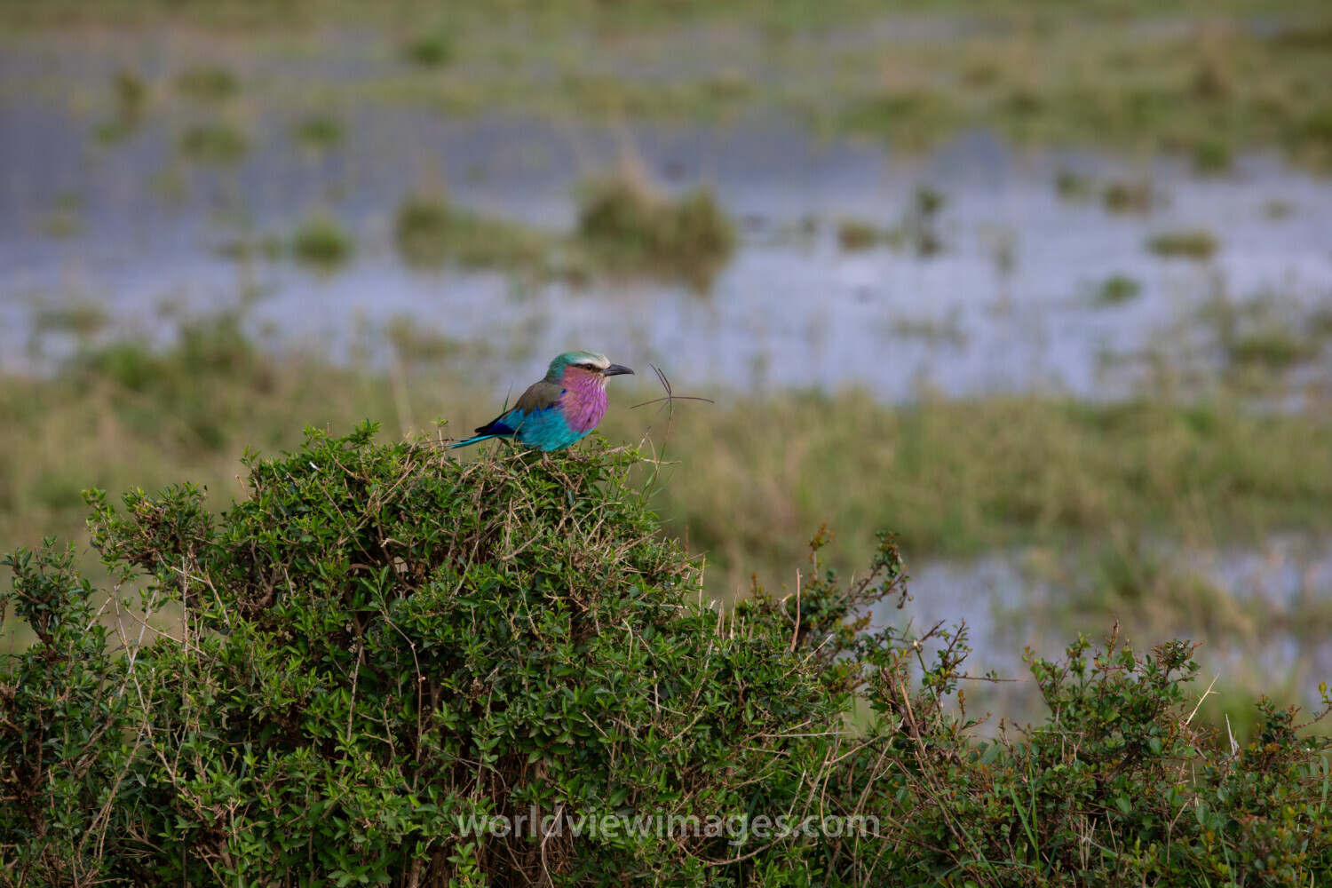 Bird in Maasai Mara