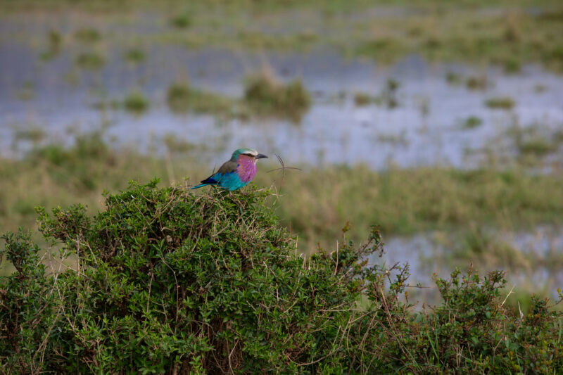 Bird in Maasai Mara — Kenya, game park, Masai Mara, animals, Africa