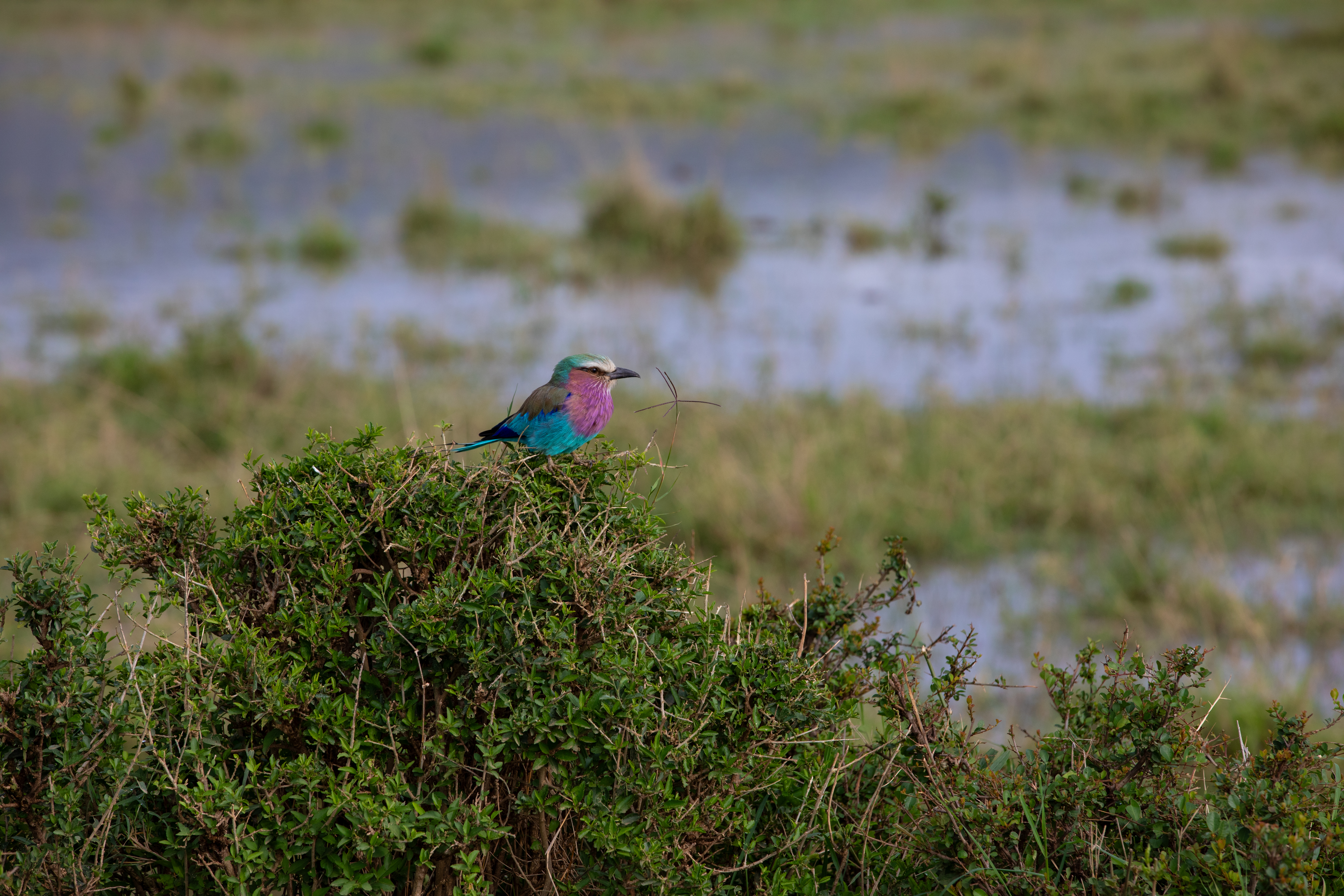Bird in Maasai Mara