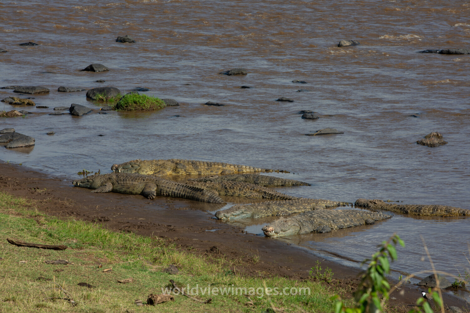 Nile Crocodiles in Maasai Mara