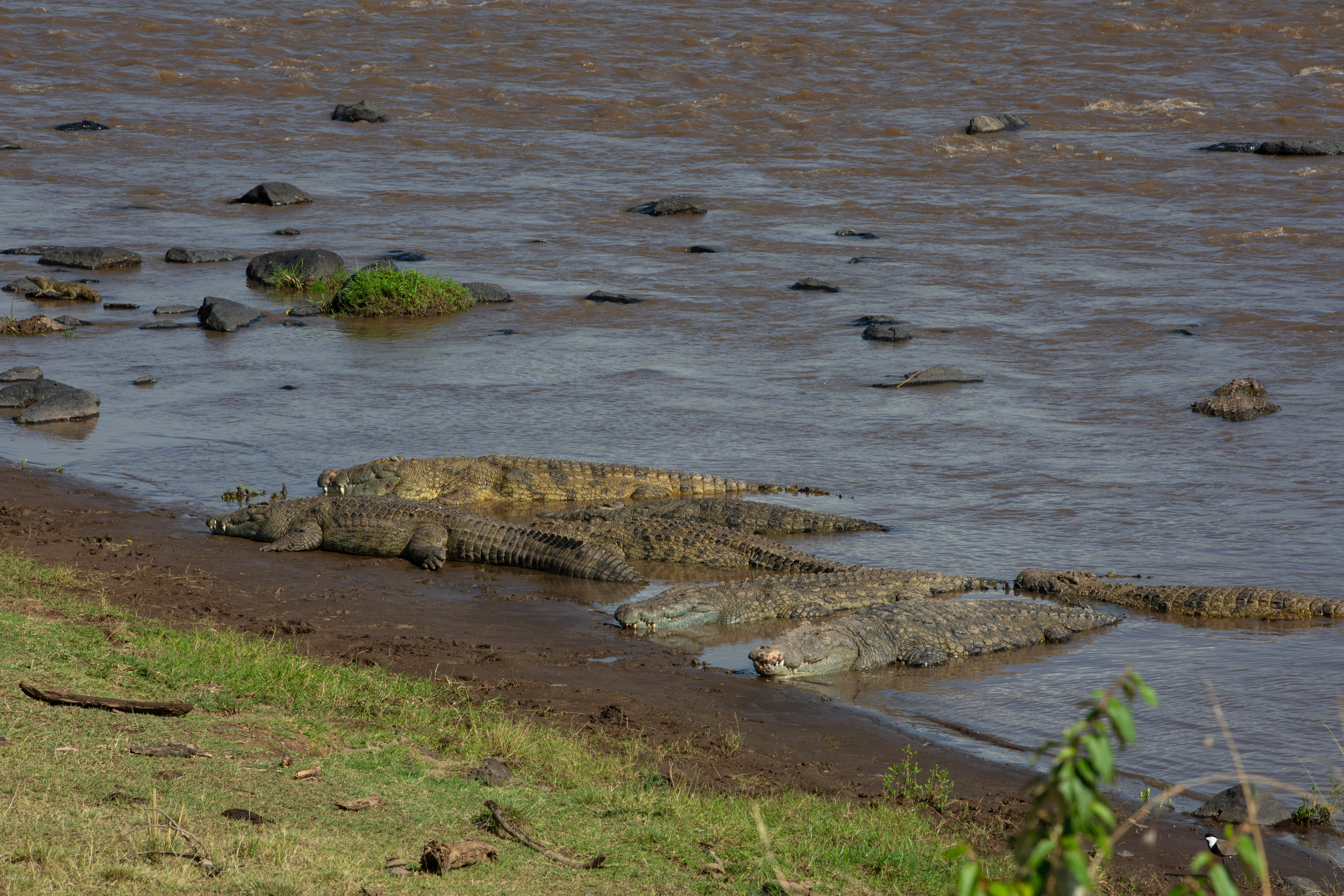 Nile Crocodiles in Maasai Mara