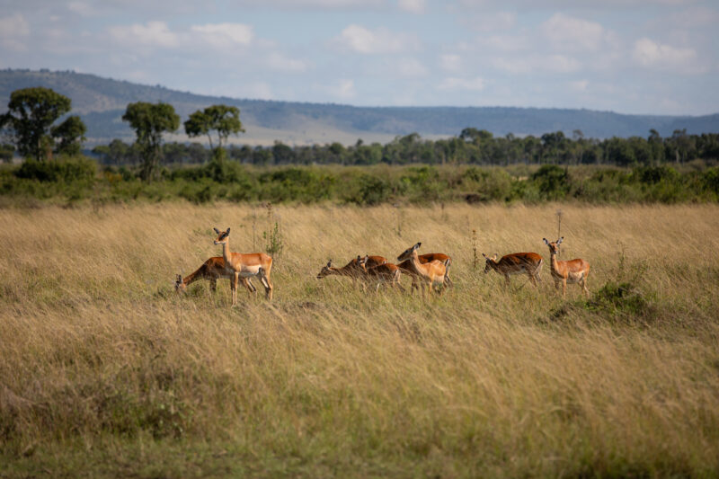 WVI_010082 — Kenya, game park, Masai Mara, animals, Africa