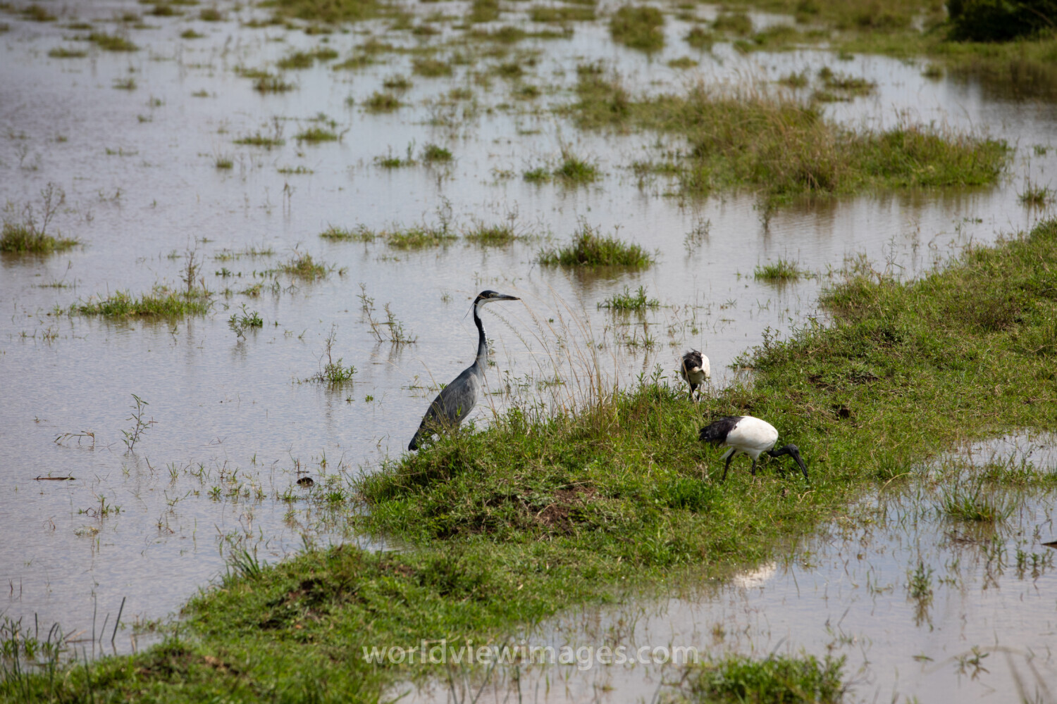 Bird in Maasai Mara
