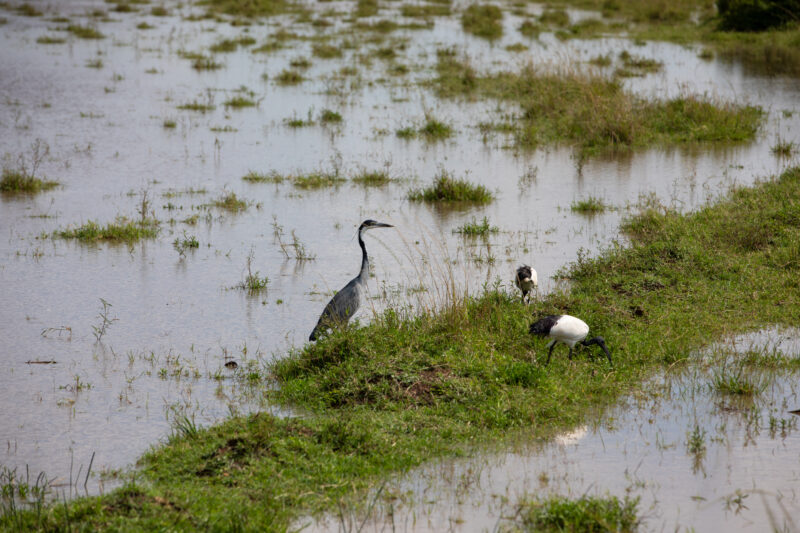 Bird in Maasai Mara — Kenya, game park, Masai Mara, animals, Africa