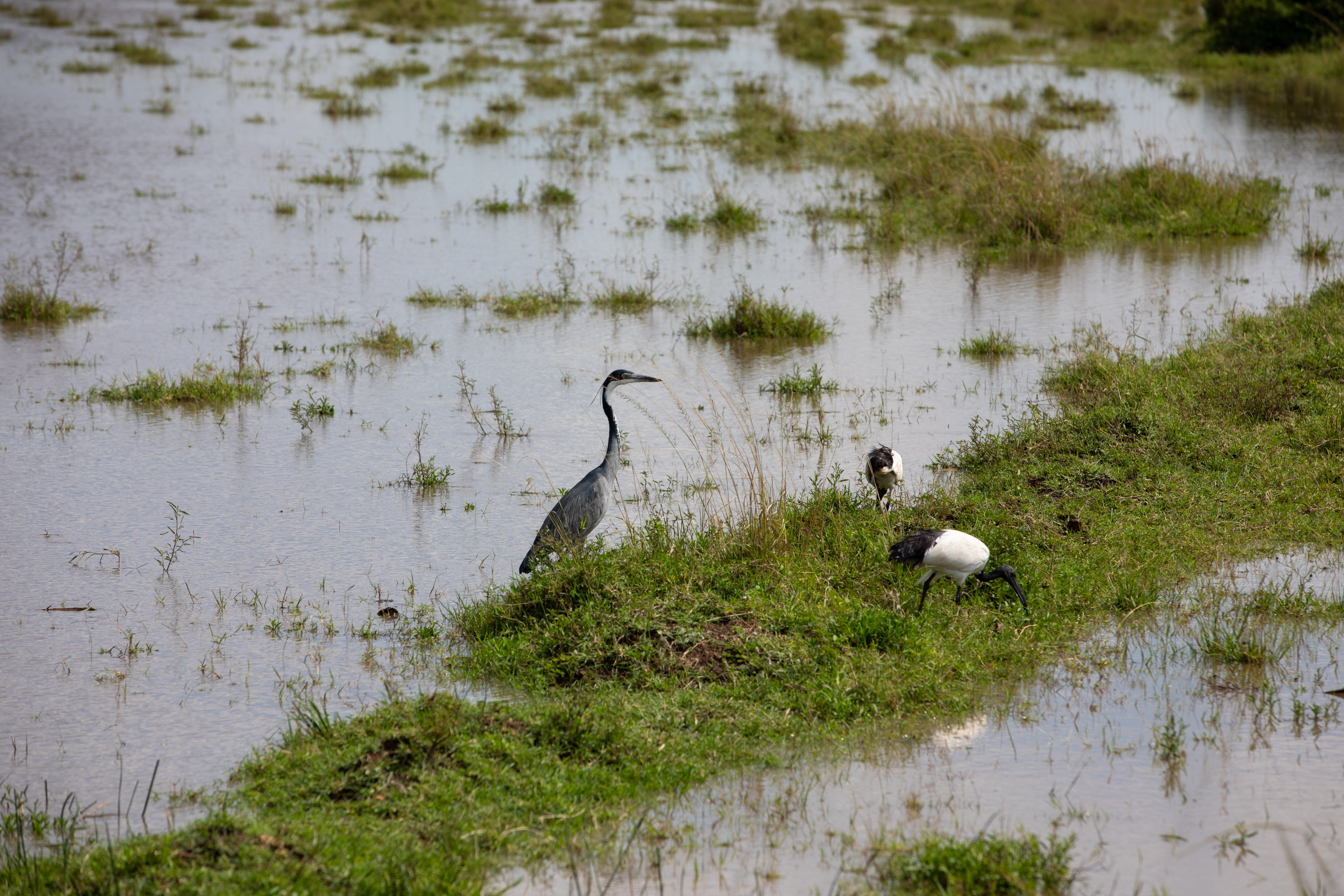 Bird in Maasai Mara