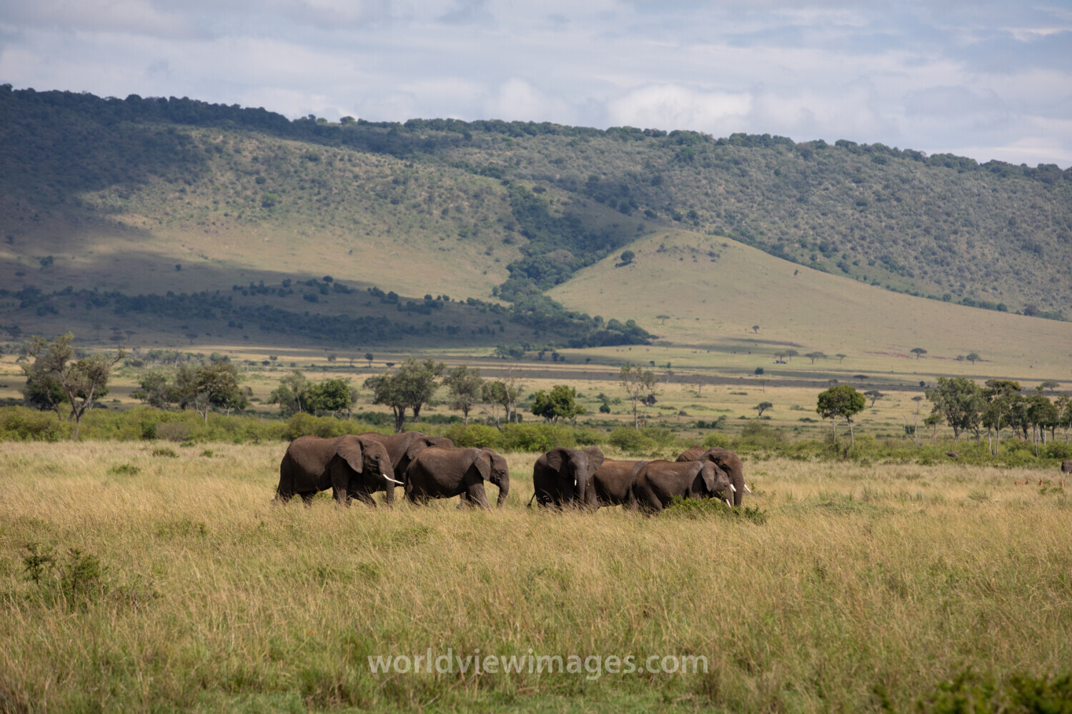 Elephants in Maasai Mara