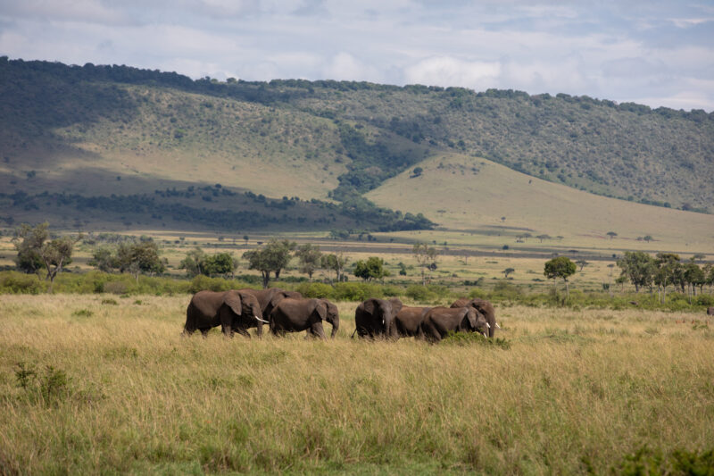 Elephants in Maasai Mara — Majestic elephants graze peacfully in the safety of Maasai Mara game Reserve in Kenya, Africa. — Kenya, game park, Masai Mara, ani...