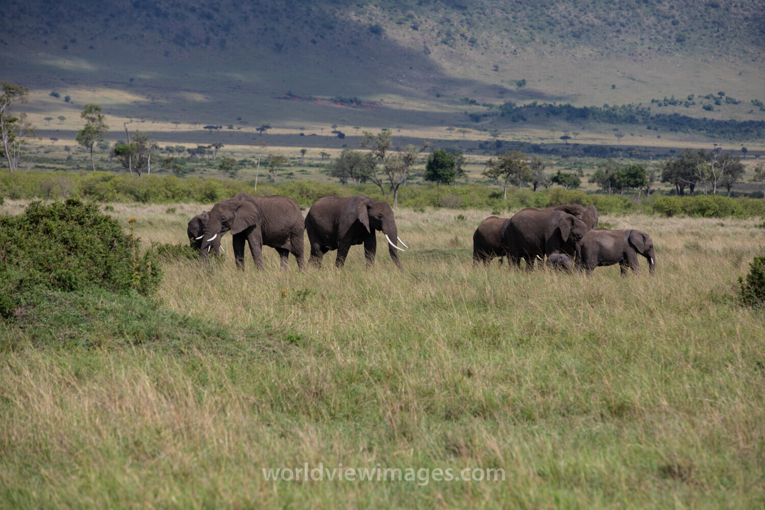 Elephants in Maasai Mara