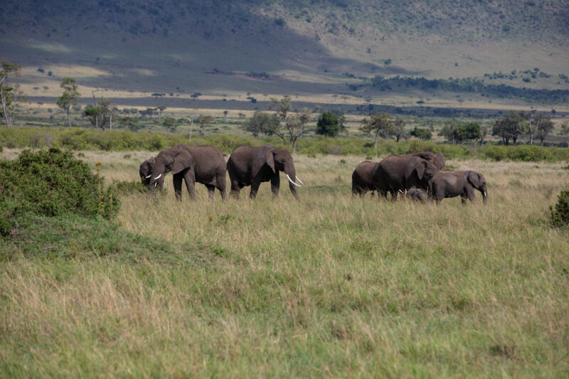 Elephants in Maasai Mara — Majestic elephants graze peacfully in the safety of Maasai Mara game Reserve in Kenya, Africa. — Kenya, game park, Masai Mara, ani...